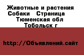 Животные и растения Собаки - Страница 2 . Тюменская обл.,Тобольск г.